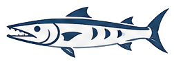 Barracuda