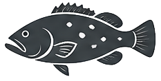 Deep water grouper — trophy reef fish on Gulf of Mexico deep sea charters from St. Petersburg