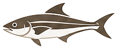 Cobia