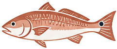 Redfish