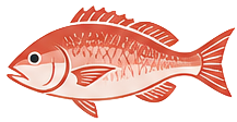 Snapper