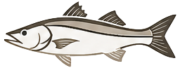 Snook