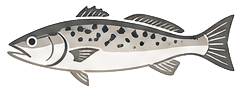 Spotted Seatrout
