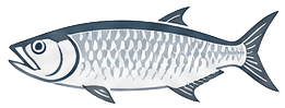 Tarpon