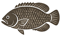 Tripletail — unique sight-fishing target in Tampa Bay, St. Petersburg