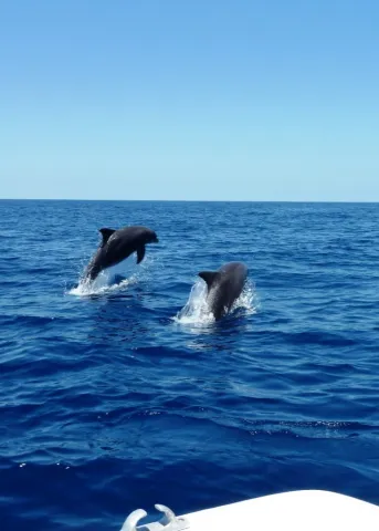 Dolphin catch